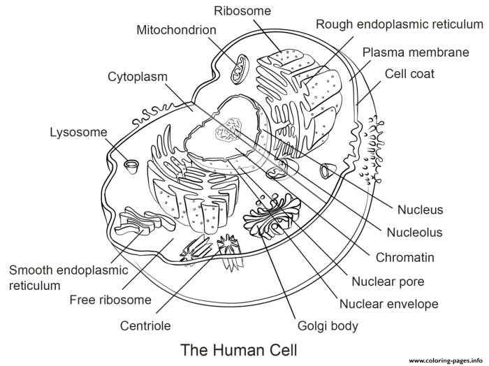 Coloring the animal cell