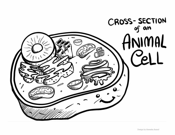 Biology animal cell coloring