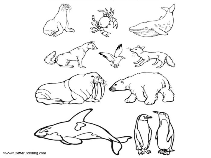 Free coloring pictures of arctic animals