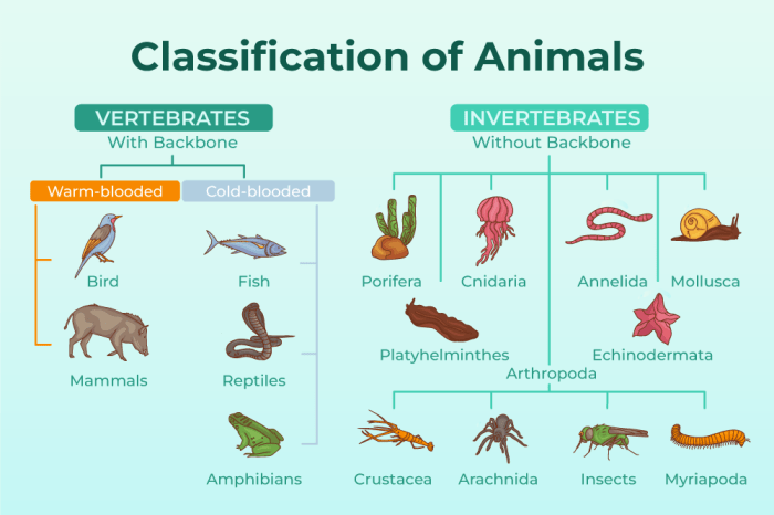 Animal classification coloring sheet matching