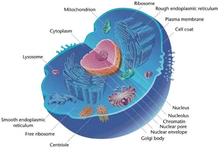 Eukaryotic animal cell coloring nucleolus black