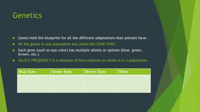 Animal body plans homebox genes coloring