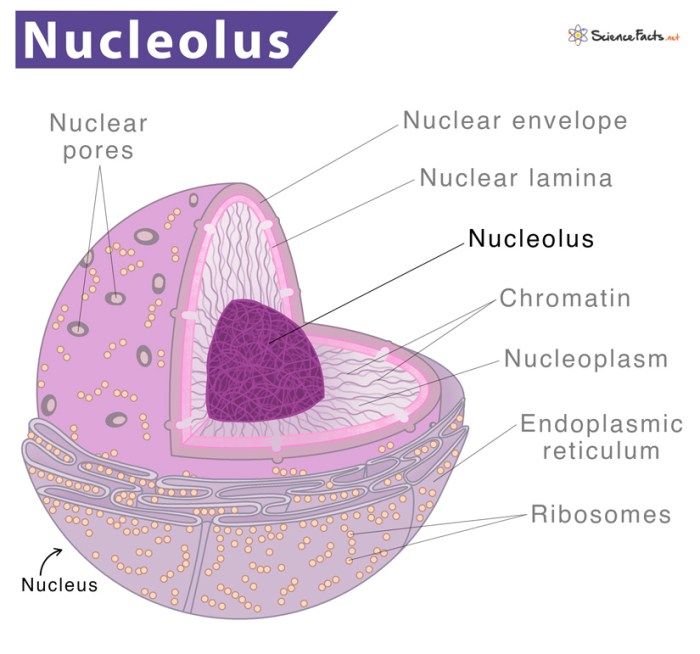 Nucleus cell nucleolus organelles vacuole functions function structure between difference organelle eukaryotic cells byjus found biology their which double chloroplast