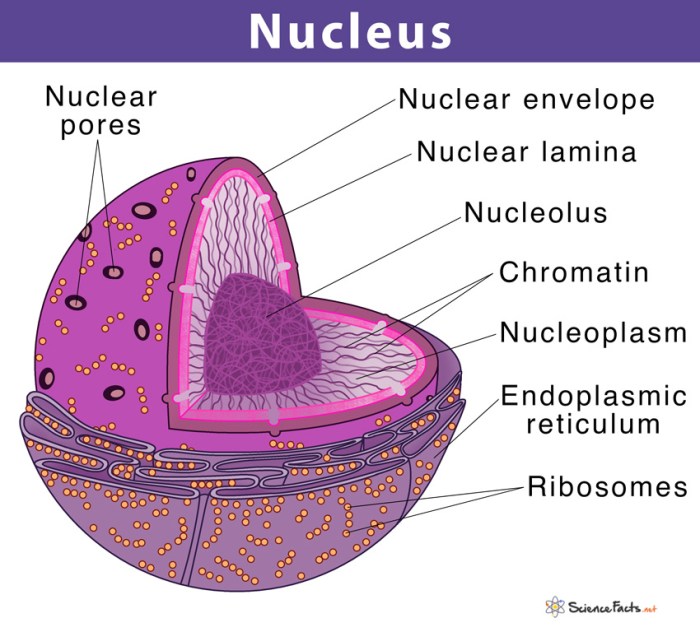 Eukaryotic animal cell coloring nucleolus black