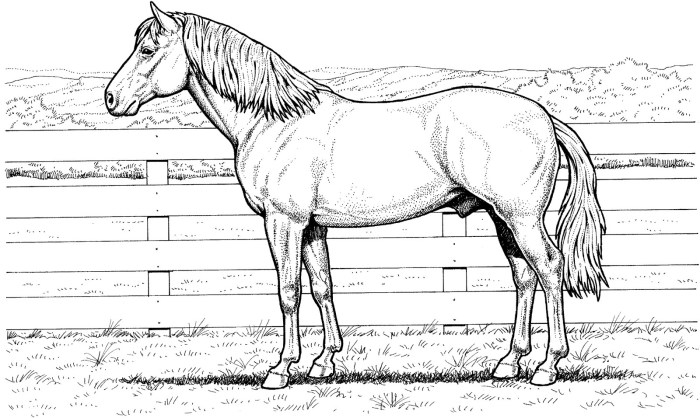 Animal coloring pages horse