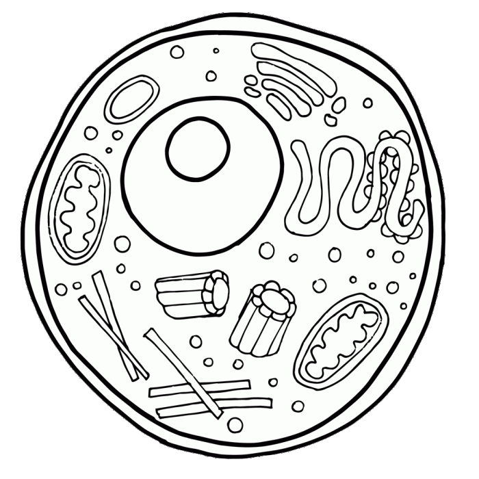 Coloring the animal cell