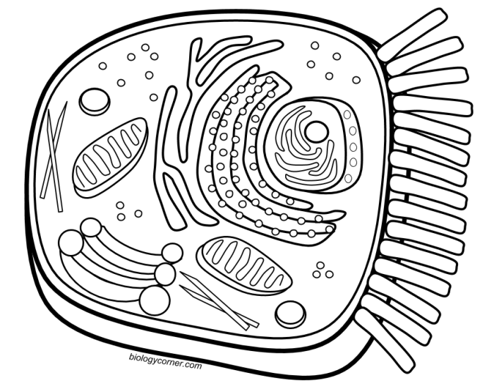 Animal cell coloring page 77