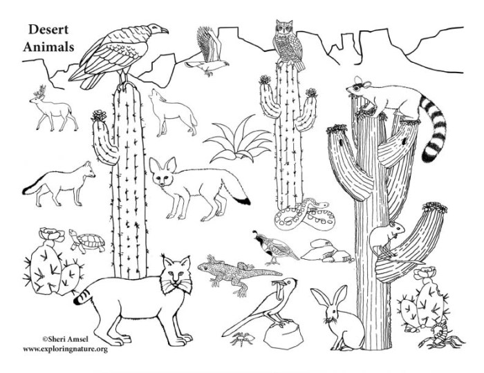 Desert habitat animals coloring pages