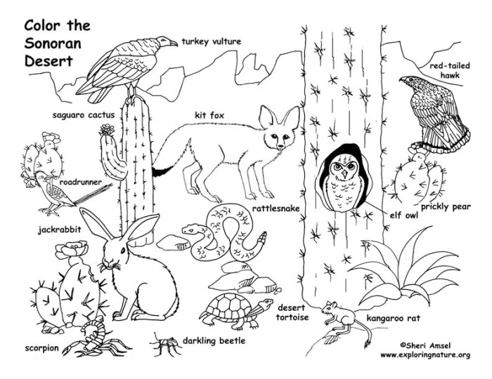 Desert habitat animals coloring pages