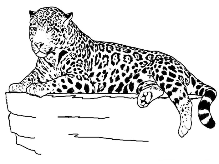 Get coloring pages animals