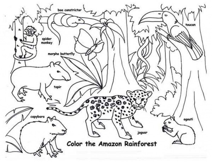 Free printable coloring pages rainforest animals