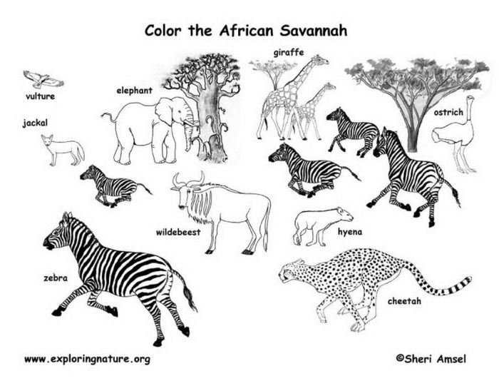 Aferican animals coloring pages