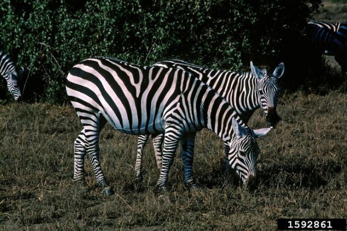 False coloring in animals